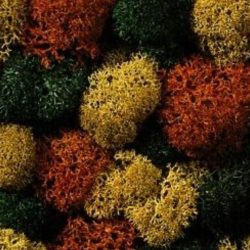 BUSTA LICHENI VARI COLORI BUSTINA DA 75gr - NOCH08620