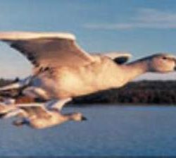 OCHE IN VOLO 70 x 50 cm 1000pz - RAV15702