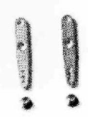 SQUADRETTA IN ERGAL  PROCOPTER - SUPRC3679