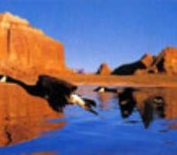 OCHE CANADESI inARIZONA 1000pz - RAV15705