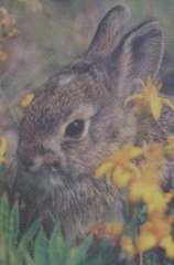 ANIMALI 32x22cm          100pz 1 SOGGETTO CRICETO O CONIGLIO - JUM1291