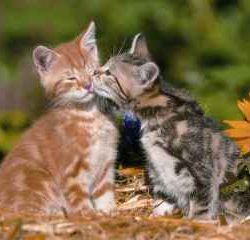 GATTI INNAMORATI        1500pz - RAV16353