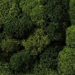 BUSTA LICHENE VERDE ASSORTITO BUSTINA DA 75gr - NOCH08621