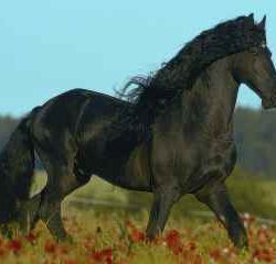 STALLONE NERO           1500pz - RAV16336