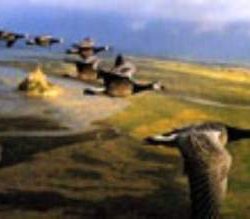 OCHE  FACCIA BIANCA     1000pz - RAV15703