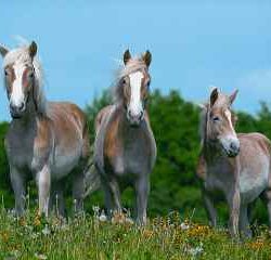 CRINIERE AL VENTO       1000pz - RAV15854