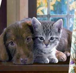 CUCCIOLI  84x60cm       1500pz - RAV16358